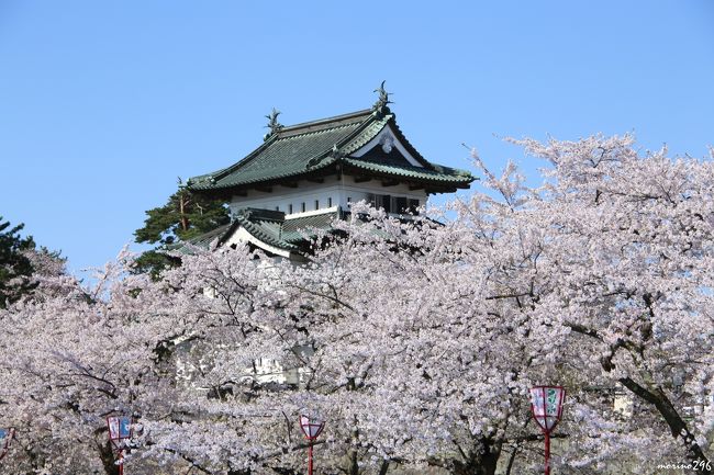 弘前公園（弘前城）の桜を見に出掛けました。<br />２日目は青空が広がる下、満開の桜を楽しむことが出来ました。<br /><br />これほど桜の見頃とお天気がマッチしたことはなかったかも。<br />ちょっと興奮気味のお花見旅行となりました。<br /><br />弘前公園の桜、最高！