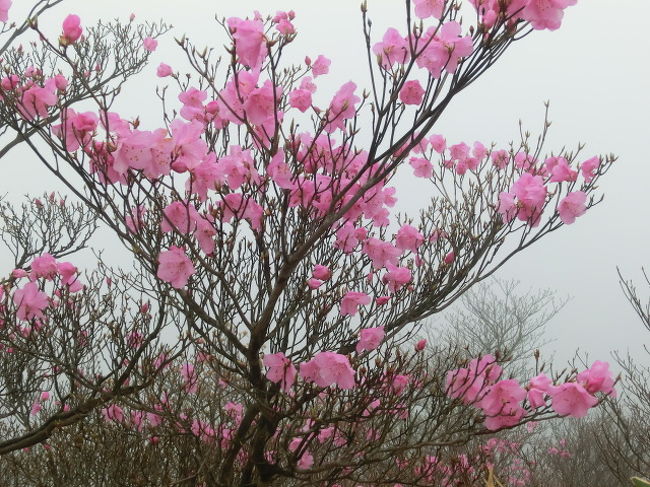 そろそろカッコウの仲間であるツツドリがやってきて、アカヤシオの花が咲く時期になりました。今日はそれを観察するために三重県鈴鹿の鎌ヶ岳（1161ｍ）に登ってきました。<br /> <br />朝6時ごろ家を出発して東名阪道を飛ばして約1時間で鈴鹿スカイラインに入りました。湯の山温泉近くの駐車場はすでに満車で、スカイライン沿いの路肩にスペースを見つけてなんとか駐車できました。連休前でまだそんなには混んでいないと思ったのが大間違いでした。やはり登山者は連休を避けて今日やってきたのでしょう。どんどん車が来て、わたしの到着がもう少しでも遅れたら駐車場所がなかったかもしれません。そこから20分ほど下って、湯の山温泉にある三岳寺（さんがくじ）が、「馬の瀬尾根ルート」の登山口です。鎌ヶ岳に登る登山道はいくつかありますが、わたしが好きなのはこのルートです。長大な尾根を歩くのですが、それゆえに歩く人は少なく静かに鳥や花を楽しめるからです。<br /> <br />湯の山温泉は古くからある温泉ですが、近年はレジャーの多様化で宿泊客が激減しているという報道を見聞きしてきました。実際に廃屋となったホテル跡もあります。ところが今日、あるホテルの前を通ると中国語が聞こえてきました。中国か台湾の団体が来ているようです。外国人客の来訪で、どこの観光地も息を吹き返しているようです。<br /> <br />三岳寺から急登が始まります。湿度が高いせいですぐ汗が滴り落ちます。いつもたくさん咲いているイワカガミの花がほとんどありません。もう終わってしまったのか、これから咲くのかは分かりませんが、例年と違う様相です。今年の4月の20日ごろまでは当地はほとんど毎日雨で、それ以降は高温が続いているため、植物に異変が起きているのかもしれません。イワカガミの群落は続くのですが、ところどころにポツンポツンと咲いているだけです。アカヤシオの花びらは登山道に落ちているのですが、咲いているところは見つかりません。実は2008年から毎年この季節に同じルートを歩いているのですが、こんなにアカヤシオの花が少ないのも初めてです。すでに花期が終わってしまっているようです。その代わり、シロヤシオの花がもう咲き始めていました。この時期にシロヤシオの花を見るのは初めてです。<br /> <br />車を降りたところではオオルリが大声であちこちで鳴いていましたし、山に入ってからはシジュウカラ、ヤマガラ、ヒガラなどのカラ類が競争するように囀（さえず）っています。キビタキも負けじと囀っていますが、姿は見えません。頭上の木の上でキツツキのドラミング（木をつつく音）が聞こえてきました。見上げるとアオゲラで、ピヨーピヨーと歩行者信号の人工音のような声で鳴きます（人工音がアオゲラの声を真似たのですが）。遠くで突然ポポポポという声が聞こえました。ツツドリです。今年初めて聞く声で感動しました。だんだん近づいてきますが、よく通る大きな声です。しばらく聞き惚れていました。<br /> <br />天気はどんよりと曇って、今にも雨になりそうな気配です。隣にある御在所岳は見えません。登山者のほとんどは御在所岳に向かうのを見ましたが、あちらからもこちらの鎌ヶ岳は見えないでしょうね。頂上近くまで来てやっとアカヤシオの花を見ることができ感激しました。今年は花期が１〜２週間早かったようです。頂上近くの花も来週には終わっているでしょう。ここまで登ってくるとコルリ、ミソサザイ、クロツグミの囀りを聞くことができました。ただガスがかかって姿はまったく見えません。<br /> <br />歩き始めて３時間15分後に登頂。頂上にはいろいろなルートから登ってきた登山者で混雑していました。まだ10時半でしたが、お腹がすいていたのでランチです。狭いスペースを見つけて腰を下ろしました。目の前に頂上に1本あるアカヤシオが満開なのを見つけました。小さい木ですが、花をいっぱい付けていて見頃です。例年この時期にはまだ咲いていないので気が付かなかった木です。周囲はガスで包まれて真っ白で、展望は０です。<br /> <br />さて、下りのルートをどれにするか迷いましたが、「長石谷（ながいしだに）ルート」に決めました。途中にイワザクラやヤマルリソウがあるからです。それ以外には何もないガラ場（岩がごろごろしている場所）の連続で、歩きにくい上、谷を何度も渡り返す必要があるからです。登山道は雨で流されて見失うことが多く難儀しました。谷を渡る場所では飛び石が離れていて渡りにくい場所には、近くから重い石を運んできて投げ入れて渡りました。でもまた大雨が降れば流されてしまうでしょうが。かなり下った場所にイワザクラが咲いていました。例年より増えているようです。小さなヤマルリソウも同じ場所に咲いていました。谷の音が大きくて鳥の声はほとんど聞こえませんが（鳴いても誰にも聞こえなく無駄だから鳴いていないかも？）、ちょっと離れた場所に行くと鳥たちの囀りのシャワーです。オオルリ、キビタキ、コマドリ、ミソサザイ、ウグイス、シジュウカラ、ヒガラなどの囀りや、外来種のガビチョウのうるさい声も聞こえます。岩の上に腰を下ろして声を聞くことにしました。目を閉じて聞くと夢の世界のようです。沢ではカジカガエルの涼やかな声も聞こえてきます。これも今年初めて聞く声です。周囲は新緑が目にしみるようですし。<br /> <br />午後１時ちょうどに車に到着。約6時間の楽しい山歩きでした。19,000歩も歩いた上、ガラ場を緊張して歩いたのでちょっと足の筋肉が痛くなりました。