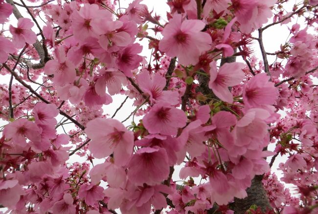 小野市で泊まったホテル界隈の紹介です。大輪の陽光桜が満開でした。その後、今回のハイライトの見学先、姫路城に向かいました。