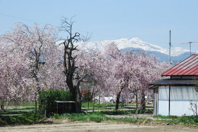 かつて喜多方から熱塩まで日中線という鉄道が走っていました。<br /><br />昭和59年に廃止になった後、線路跡に枝垂れ桜が植樹され、今では見事な桜道になっています。<br /><br />この旅行記では、東北新幹線と磐越西線の車窓風景、喜多方のしだれ桜散歩道を紹介します。<br />