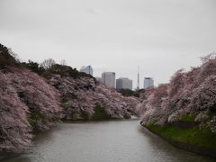 ２０１５年　お花見　～北の丸公園～　②