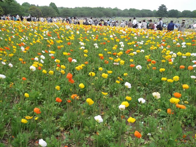 立川にある「国営昭和記念公園」<br />園内のお花が丁度見頃で、4/29（祝）昭和の日は、入園料が無料になるので、お弁当を持って行きました。<br />数年振りの訪問。季節ごとにいろいろなお花や景色が楽しめ、園内もすごく広いので、かなり混んでいましたが、十分満喫する事ができました。<br />色鮮やかなお花がいっぱいで、沢山写真を撮る事が出来ました。