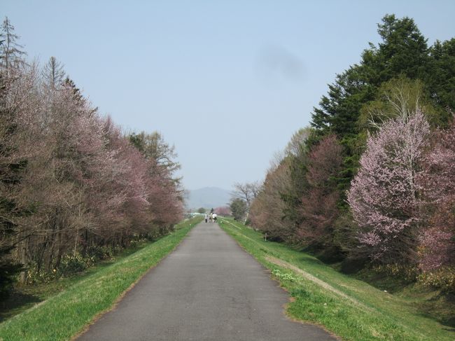 北海道旭川でも、やーっと4月28日、開花宣言!夫に、「お花見に行こうよ」と言いましたら、「人混みは嫌!静かな所でお花見なら良い」とのこと。花見って、わいわいするから、楽しいのになあ・・・でも、賢い妻は、人のいない穴場でのお花見を計画いたしました。