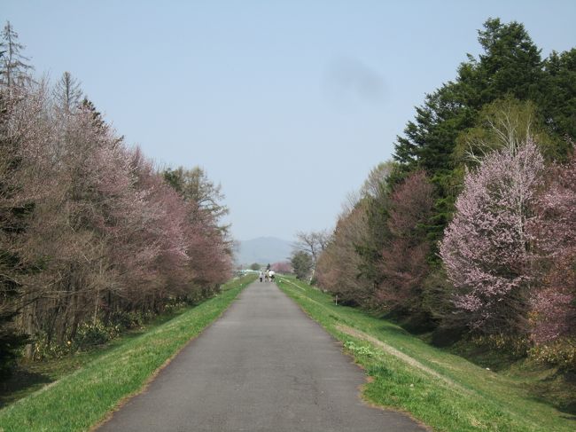 北海道旭川でも、やーっと４月２８日、開花宣言！夫に、「お花見に行こうよ」と言いましたら、「人混みは嫌！静かな所でお花見なら良い」とのこと。花見って、わいわいするから、楽しいのになあ・・・でも、賢い妻は、人のいない穴場でのお花見を計画いたしました。