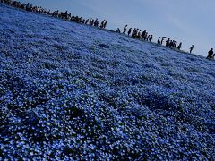 国営ひたち海浜公園のみはらしの丘でネモフィラ観賞！