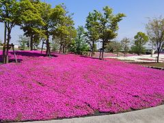 弥冨の芝桜