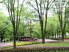 昭和の日の森林公園と埼玉こども動物自然公園（１）間に合わなかったチューリップと、代わりに出会えた金の宝石キンランと幻のフデリンドウほか園内の盛春の野花たち