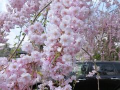 東北桜紀行！　角館のさくら