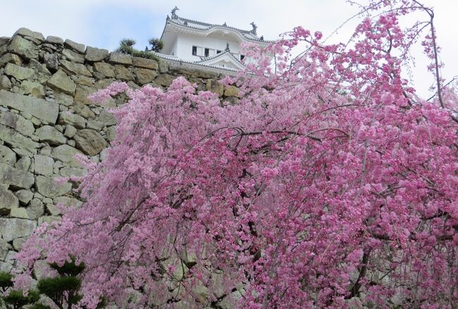 好天にも恵まれた、桜満開の姫路城の紹介です。5年半ほどかけた平成の大修理が完了し、国内だけでなく、世界中からの観光客が集まっているようでした。