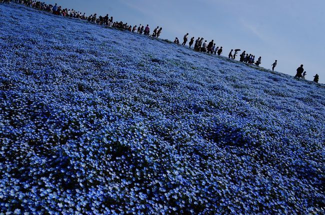 フォートラベルのみなさま、大変ご無沙汰しております。<br /><br />こちらへの投稿は本当に久しぶりです。<br /><br />旅行していなかったわけではなく、ちょこちょこ出かけてはいたのですが<br />最近は別ブログにばかり投稿していて、こちらへの投稿がおろそかになっていました。<br /><br />でも、数年前からずっと行ってみたかった「ネモフィラ観賞」にようやく行くことができたので、みなさまと共有したいと思い、投稿します。<br /><br /><br />ネモフィラの花畑と空の青が一体化した様は圧巻でした！<br /><br />他に、菜の花やチューリップの見頃にも間に合ったので<br />カラフルなお花をいろいろと見ることができました。<br /><br />まだ行ったことのない方もぜひ！おすすめです！