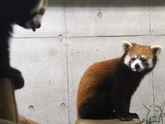 昭和の日の森林公園と埼玉こども動物自然公園（３）黒い子ヤギのヒナちゃん＆レッサーパンダの若いカップル：目力きりりのソウソウくんとマイペースお嬢さまのハナビちゃん＆ちょっとだけ会えた久しぶりのミンミン・パパ