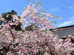 2015 鹽竈神社 （しおがまじんじゃ） 桜の頃-4 【 鹽竈桜 しおがまざくら 】　　　塩竈市　宮城県