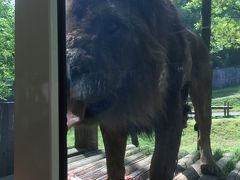 目的はライオンバスとオオカミさん～多摩動物公園に行ってきました。