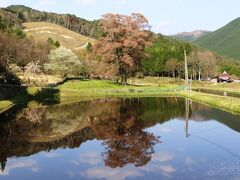 広島県指定天然記念物、千鳥別尺の山桜と初逢瀬