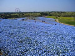 国営ひたち海浜公園・ネモフィラが咲く頃2015年4月