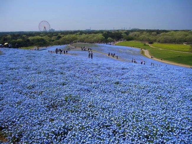 国営ひたち海浜公園のみはらしの丘のネモフィラが見頃になったので行って来ました。チューリップもまだまだ見頃でした。