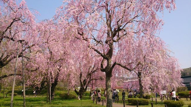 東北の桜は、４月から。<br />岩手はGW前半が見頃なのに今年はあっという間に<br />満開になり散ってほいました。<br />まだみられるところを探してやっと、<br />今年初の満開の桜に出会えました。