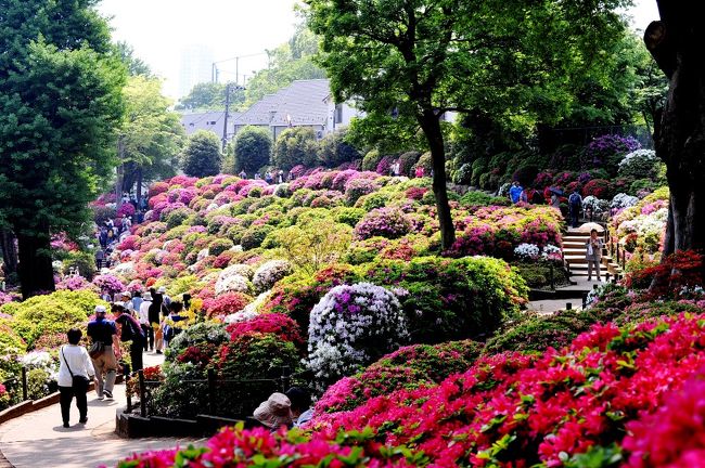 　28日は根津神社へ。<br />　約２０００坪のつつじ苑には、約１００種３０００株のツツジが咲き誇っています。