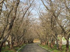 2015.5  戸田墓地記念公園桜情報＆毎年恒例「えこりん村」でお花の買い出し