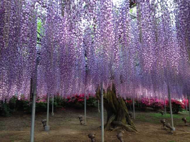 藤の花は、色によって開花時期がずれていて、薄紅色、紫色、白色、黄色の順に咲いて行きますが、今年は、真冬並みの寒波が春に来て、その後に急に暖かくなったためか、薄紅を追いかけるように紫色、白色の藤も咲いて、園内がいつも以上に花の洪水。ツツジも満開。