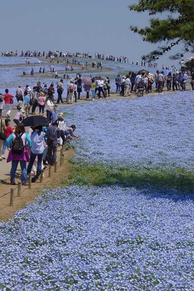 連休前の２７日、ひたち海浜公園に「ﾈﾓﾌｲﾗ」を見に出かけた。<br />「ﾈﾓﾌｲﾗ」は今を盛りと、丘全体を青く覆っていた。<br /><br />