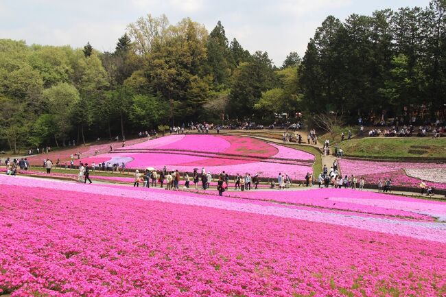 羊山公園の芝桜が見頃になったので行ってきました。まだこれからの一画もありましたが、満開のところの方が多い感じでした。芝桜の丘は思っていたほど広くなかったので、ついでに秩父市内も散策してきました。