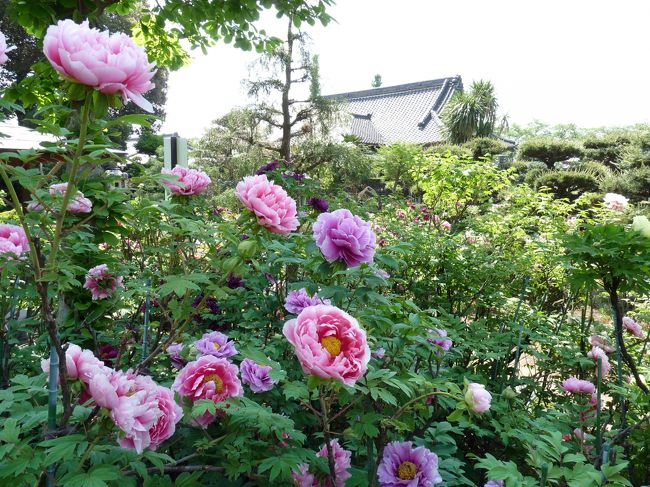 ボタン寺として知られている「大慶寺」で、４月２５日からボタン祭が開催されているので見てきました。数日前に真夏日が２日続くほど気温が高かったためだと思いますが、ボタンの花はしおれたり散ったりしているものが多く見られました。３つある藤棚は綺麗に咲いていました。<br /><br />「大慶寺」は真言宗豊山派で、その総本山は奈良の長谷寺です。そう、２日前に訪れたボタン園の「清浄院」（群馬県・板倉町）と同じです。<br /><br />両寺の本山である奈良の長谷寺の本堂が建つ桜井市初瀬山は牡丹の名所として全国的に知られており、その縁で両寺もボタンで知られるほどになったのではないでしょうか。<br /><br />ここ「大慶寺」の縁起は永暦元年(1160)に遡ります。この年、源義平が亡くなり、その妻が父の新田義重を頼ってこの地（太田市世良田のちに綿打）に移り住み、出家して妙満尼と名乗り庵を結びました。<br />その後、綿打入道爲氏の館となり、明徳５年(1394)に大慶寺が建立されました。妙満尼を開基としたので山号が妙満山となりました。（大慶寺由来による）