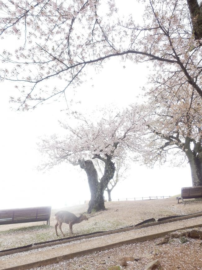 早春の若草山にて