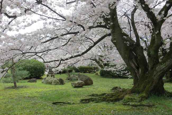 桜満開の時期の姫路城紹介です。ソメイヨシノ(染井吉野)をはじめ、ヤマザクラ(山桜)、サトザクラ(里桜)が満開でした。
