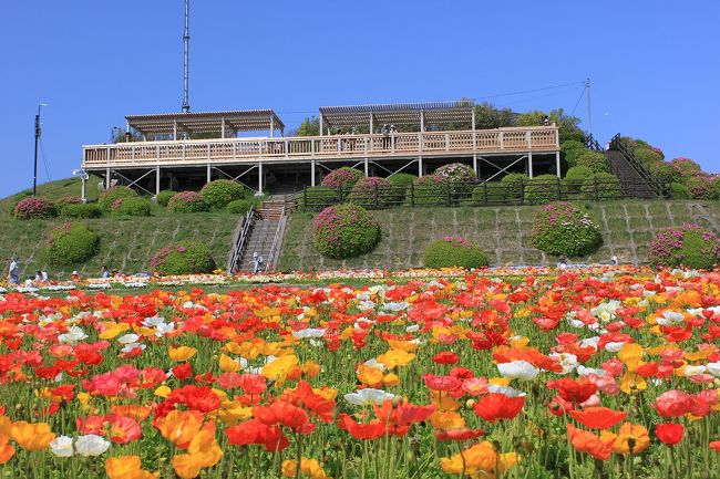 3月21日から5月31日まで淡路島で花みどりフェアが開催されています。<br />ゴールデンウィークはちょうど花の見頃だろうと思い、比較的観光客の少ない5月1日に出かけてきました。<br />当日は晴れだったものの、海上にカスミか霧(PM2.5、黄砂？）がかかり、大阪湾は綺麗に見られませんでしたが、美しい花をたくさん見られて楽しい一日でした。<br />特にあわじ花さじきの花はとてもきれいでした。<br />ただ会場が3か所に分かれていたため、一日で回るのは困難で、淡路と洲本会場のみを駆け足で回りました。