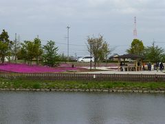 愛知県・弥富町　三ツ又池公園の芝桜