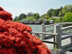 長岡天満宮のキリシマツツジ