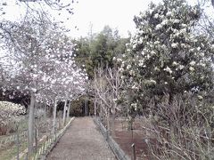 川口・植木の町