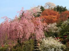 春爛漫！三春滝桜＆花見山でお花見2015年4月