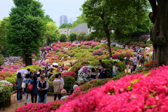 東京大学近くの　根津神社　その境内の<br /><br />　斜面に約２０００坪のつつじ苑<br /><br />　　　３０００株に及ぶつつじたちの饗宴<br /><br />その合間の小道を沢山の人がその花を愛でる<br /><br />　外国の方も沢山お出でです。<br /><br />人々の楽しみ方もいろいろ。。<br /><br />　　日本の春のひとときです。<br /><br />根津神社つつじまつり<br />http://www.gotokyo.org/jp/kanko/bunkyo/event/tutujimaturi.html<br />根津神社<br />http://www.nedujinja.or.jp/