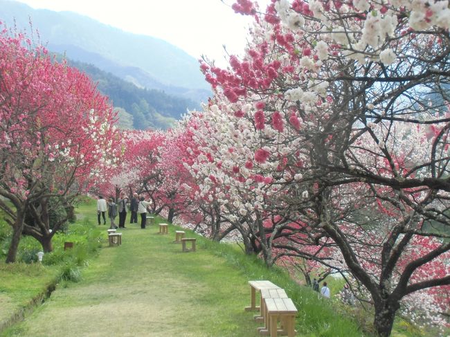 旅行で知り合った尾鷲のご夫婦と一緒でかけました<br /><br />高遠にある花の丘公園・・・50種類の八重桜が約2000本あり　見頃でした　今年は早いそうです<br />近くに高遠城址公園もありましたが　すでに葉桜でした<br /><br />小沢の芝桜・・　ここも見頃です　<br /><br />登内時計記念博物館・・シャクナゲがが綺麗と書いてあったので　寄ってみたら　御衣黄と八重桜がちょうど満開で<br />綺麗でした　御衣黄が35本ぐらいはあり　圧巻でした<br /><br />駒ヶ根と言えばソースカツ丼が有名なので　早速頂いて<br />来ました　キャベツも沢山でお腹いっぱいになりました<br /><br />光前寺・・普通の桜は終わっていましたが　八重桜・しだれが桜が満開です<br />何度か来ているけどこれだけ桜の綺麗なのは初めてです<br /><br />月川温泉の花桃の里・・これがまた満開で綺麗でした<br />３時頃なので渋滞もなく　のんびりと散策できました<br /><br />今日の宿は山奥にある不動温泉　花菱です<br />炉端焼きでアマゴ・牛肉・野菜をやいてもらい<br />美味しかったわぁ〜　馬刺しも付いてました<br /><br />