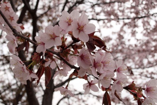 北海道に咲く桜は、そのほとんどが蝦夷山桜（エゾヤマザクラ）です。<br />アイヌ語でカリンパニ。<br />またオオヤマザクラともいうそうです。<br />寒さに強く、ソメイヨシノよりも寿命が長いことで知られる桜です。<br /><br />ヤマザクラは花の開花と同時に葉芽も開き始めるので、遠目にはソメイヨシノに比べて派手さはありませんが、近くで見ると、とても可愛らしい花です。<br /><br />今年は、殊のほか桜の開花が早かったという北海道！！<br />千歳界隈で、そんなエゾヤマザクラの姿を追ってみました。<br /><br /><br />５月８日分の写真を持って「北海道の桜」旅行記を完と致します。<br /><br />