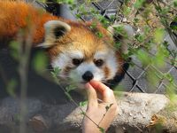 北米Ｒｅｄｐａｎｄａ紀行　Ａｓｓｉｎｉｂｏｉｎｅ Ｐａｒｋ Ｚｏｏ　久しぶり！！サチちゃん、幸せそうでよかった！！ 素晴らしい！！Ｊｏｕｒｎｅｙ Ｔｏ Ｃｈｕｒｃｈｉｌｌ