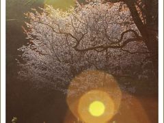 Solitary Journey ［1569］ 八幡高原で撮影会があったのでお邪魔してきました。＜霧ヶ谷湿原のコブシの花とヤマザクラ＞広島県北広島町