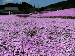 10数年ぶりに花のじゅうたん