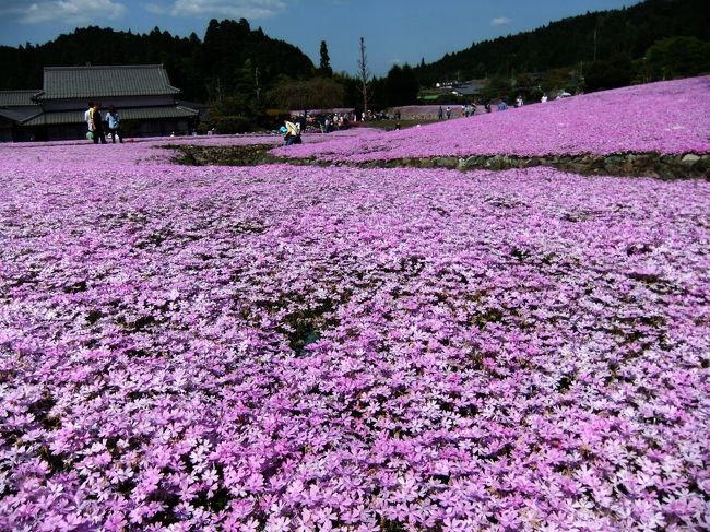 三田市永沢寺にある花のじゅうたんへ<br />TVでも紹介されて丁度満開の時季に訪れることが出来ました。<br /><br />仕事休みがカレンダー通りになり渋滞を覚悟しましたが<br />あれほどとは(^-^;<br />その渋滞はニュースや新聞にも載るぐらい。<br />やっぱり以前の平日休みがいいです。