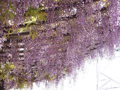 近くの藤の花を見に引地川親水公園へ