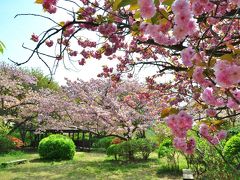 [花旅♪]春の花々を巡る２泊３日の旅（１）～八重桜に彩られた〈妙義山　森林公園さくらの里〉