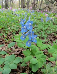 北海道早春の山野草・・野幌森林公園と浦臼神社をめぐります。