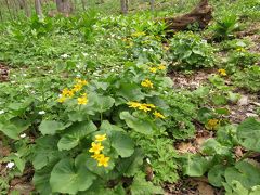 北海道早春の山野草・・ひがしかぐら森林公園と突哨山・男山自然公園をめぐります。