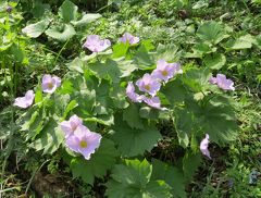 北海道早春の山野草・・嵐山北邦野草園をめぐります。