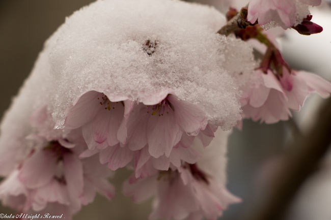 2015年、福島県内で見かけた桜。<br />福島県の中通りでは北の福島市から桜が咲き、その後、南下して郡山市の桜が満開となります。<br />今年の異常気象で開花も早く、又、咲いてる最中、雪が降ったりと桜にとっては大変な気候でした。<br />桜が咲きだすと、長い冬から、ようやく脱出できる想いが強く、桜の開花はとても心待ちで、うれしいものです。<br />駆け足ではありますが、見た順番に・・・。