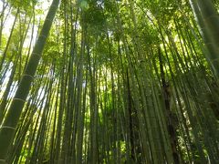 鎌倉・新緑の浄妙寺