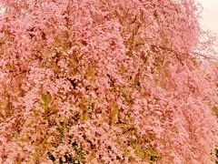 甲州1/2　慈雲寺＊イトザクラの巨樹を愛でる　☆樋口一葉女史文学碑も