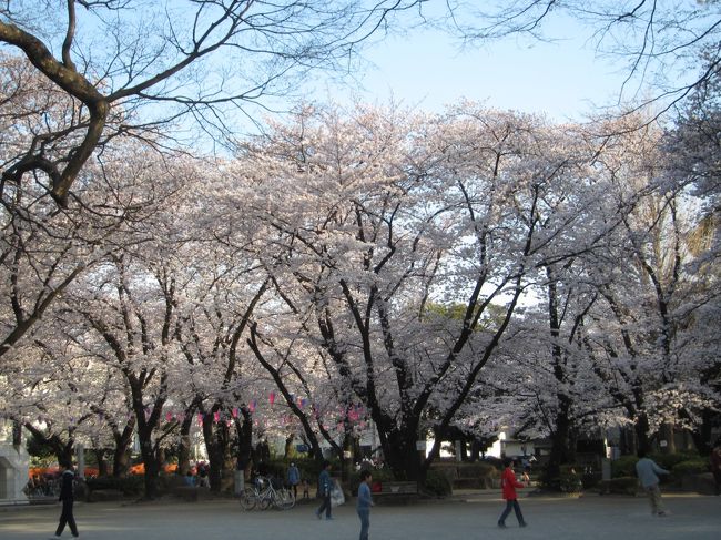 2015年3月は年度末。たまりにたまった有給休暇を少しでも有給休暇を消化するため（笑）、そしてホテルズドットコムのポイント稼ぎのために1泊2日で近場への旅行を決定。<br />宇都宮では餃子を堪能できたものの、桜はイマイチでした。<br />帰りに家の近くである浦和を散策、そこで満開の桜を目の当たりにして近場でも見どころがあることを再認識した旅行となりました。
